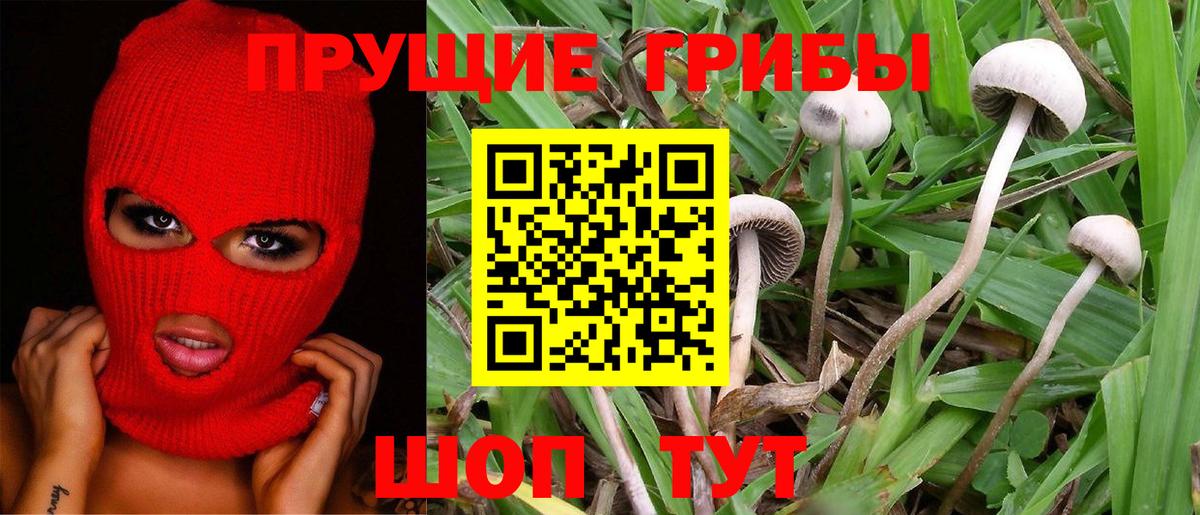 Галлюциногенные грибы Cubensis Зеленогорск